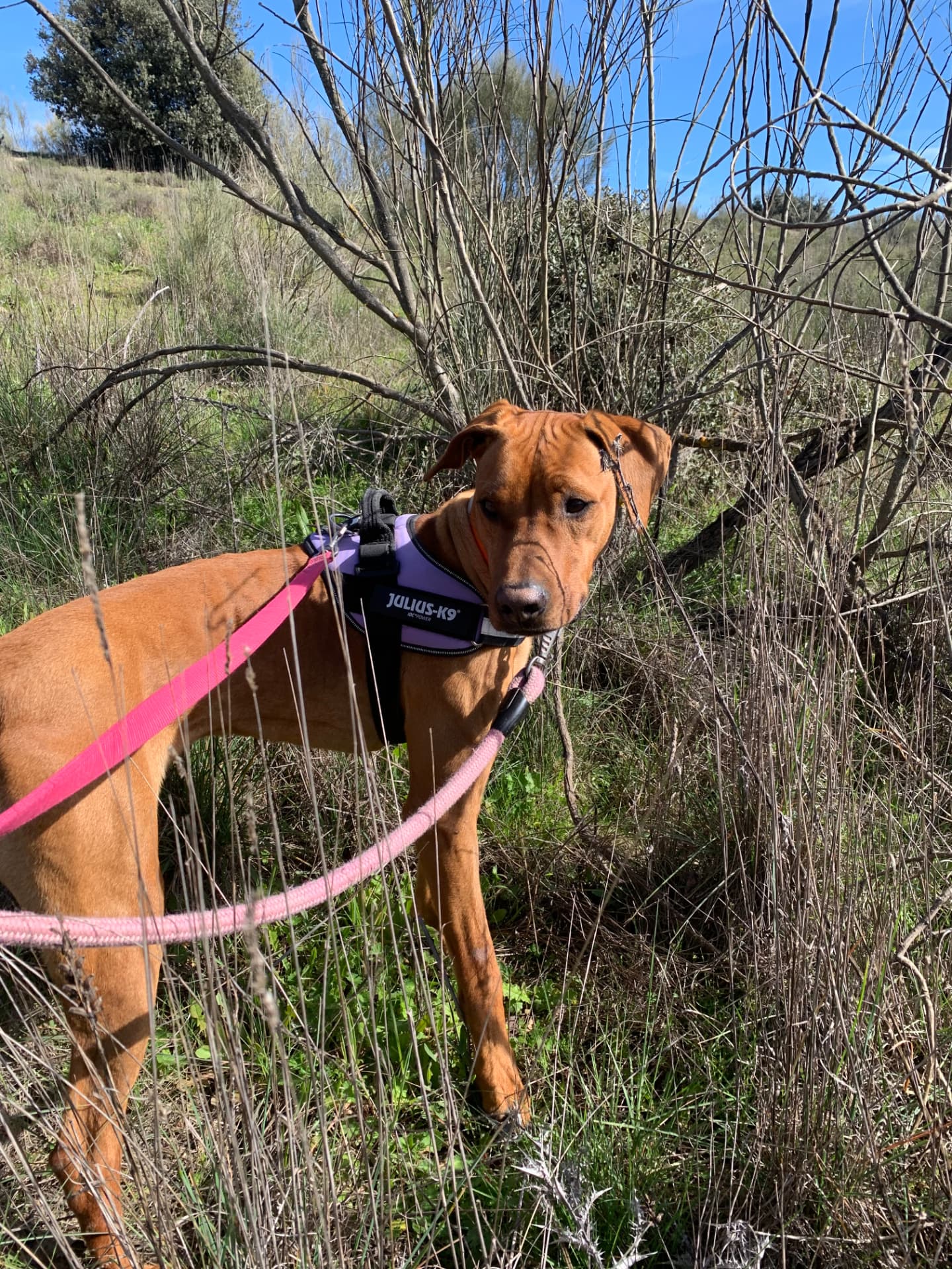 A dog on a leash walking through a field during an Abrazo Animal outing