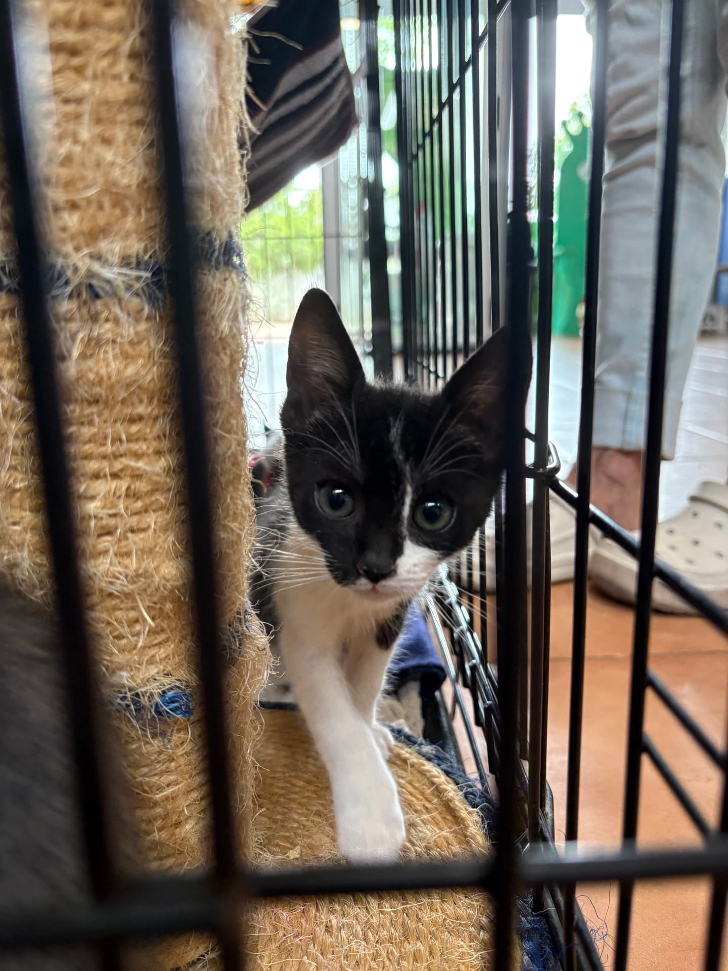 A black and white kitten looking out from a cage at Abrazo Animal