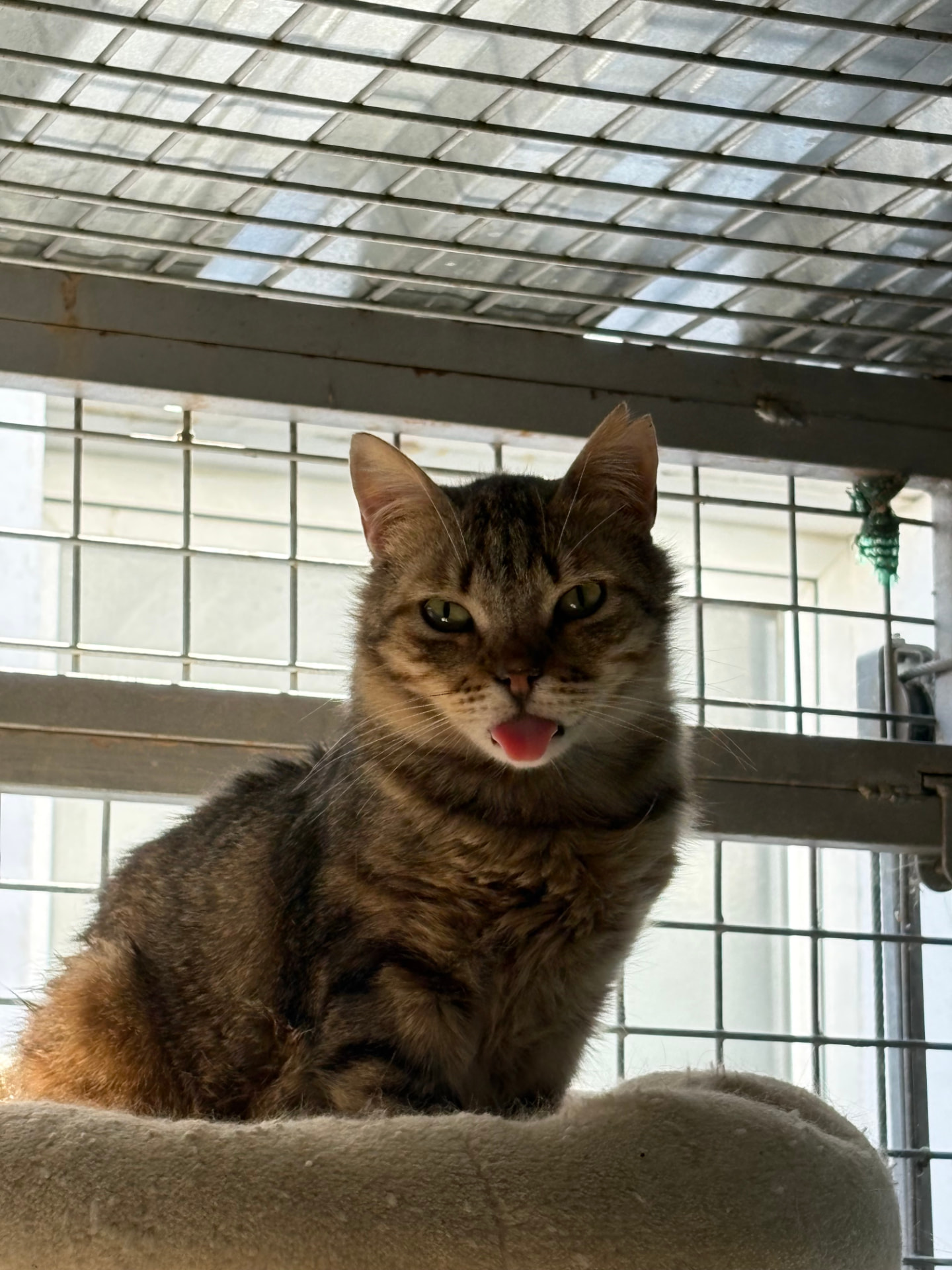 A tabby cat resting inside a cage at Abrazo Animal