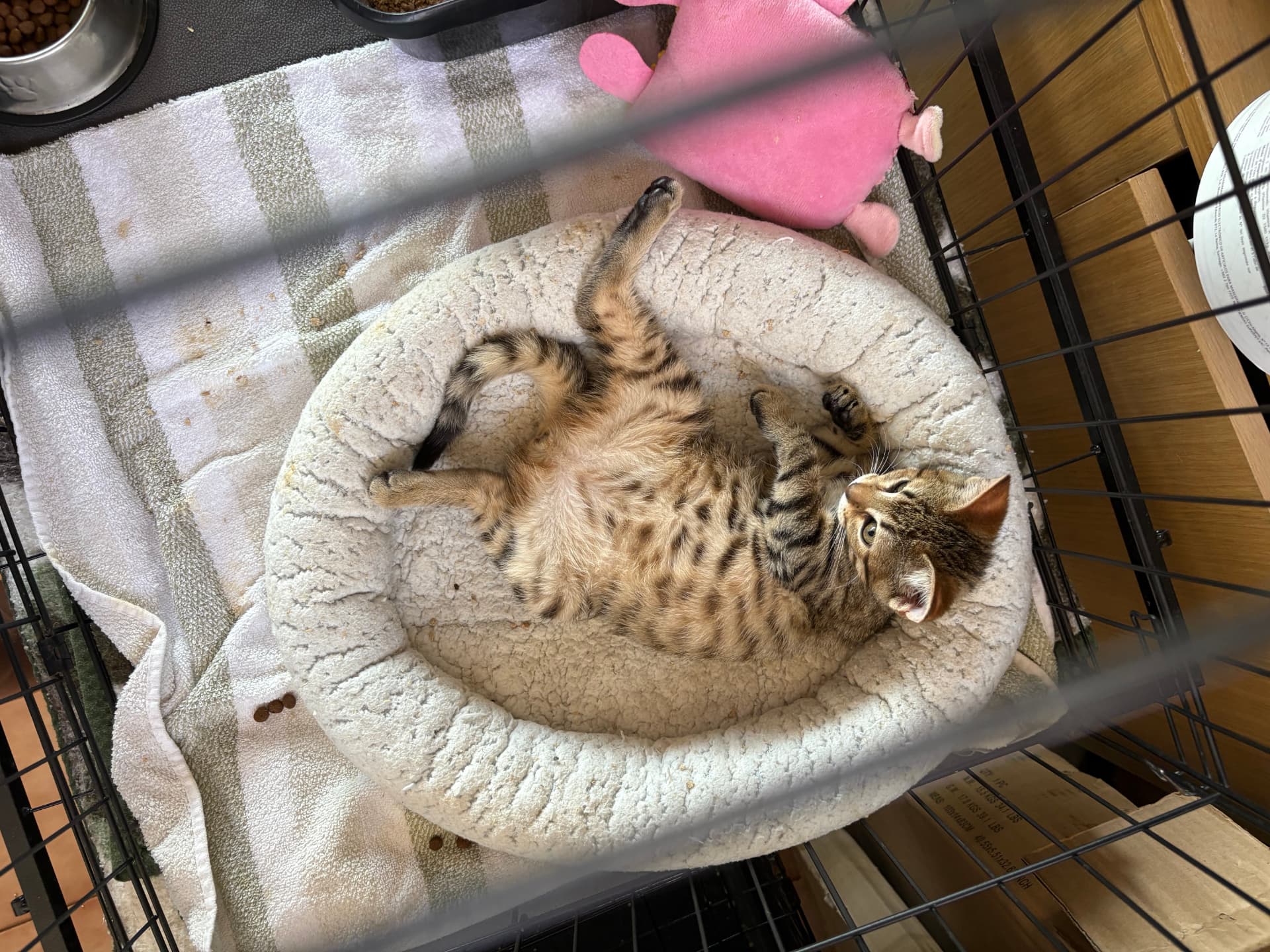 A tabby kitten lying on its back in a plush bed at Abrazo Animal