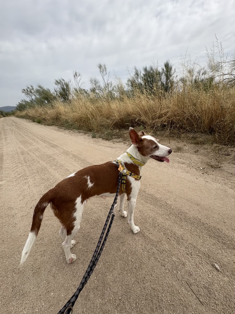 A brown and white dog on a leash on a dirt path during an Abrazo Animal walk