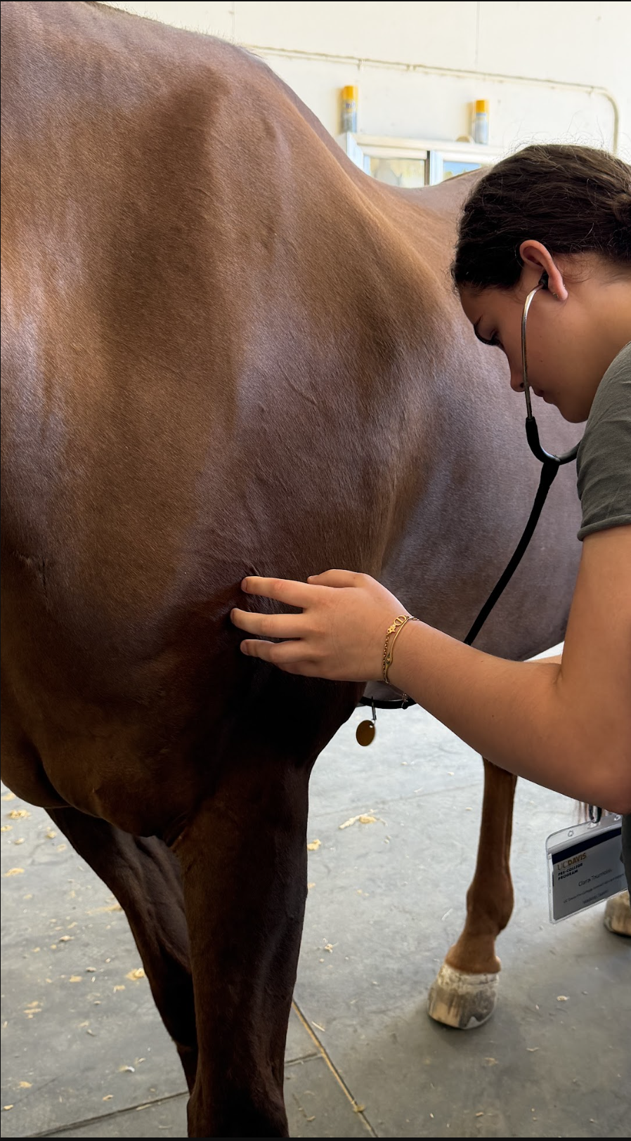 Clara listening to a horse with a stethoscope at the UC Davis Animal Science program